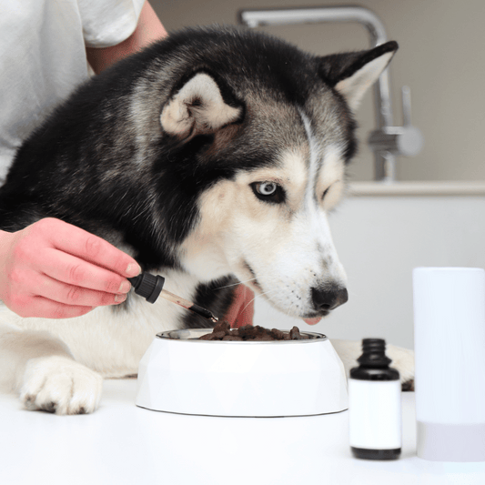 Top 10 Tips for Maintaining Your Dog's Health and Wellbeing