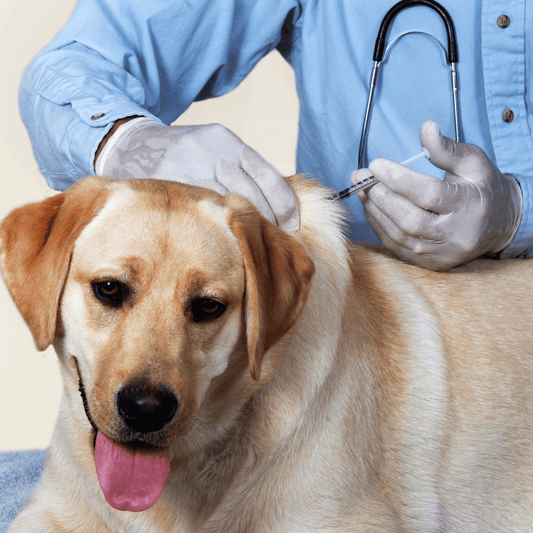 Dog Respiratory Illness: Recognizing Signs, Seeking Treatment & Keeping Your Pup Healthy